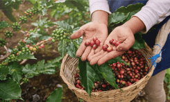 Hands of a person showing coffee beans